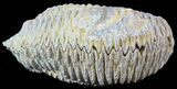 Cretaceous Fossil Oyster (Rastellum) - Madagascar #49871-1